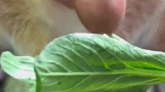 长鼻猴吃播你见过我的世界村民原型吗#全网热点共创计划#