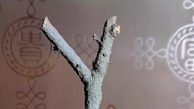 短短的几十s就基本是它的一生了。。。哎 何其短暂