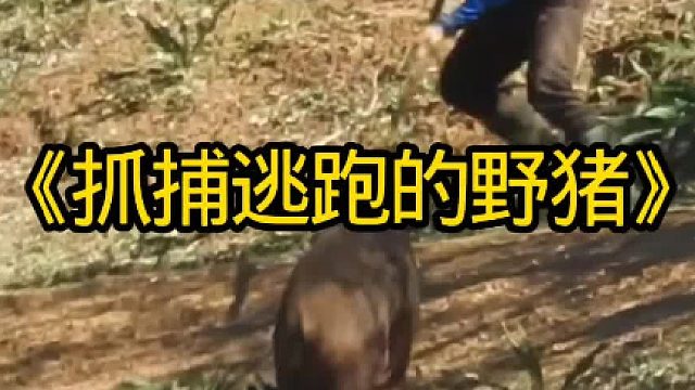 抓捕逃跑的野猪