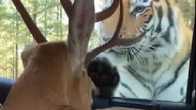 幸好跑得快，不然梅花鹿。就得交代了