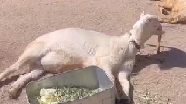 羊儿们悠闲地躺在草地上，享受着温暖的阳光。笑到内伤了