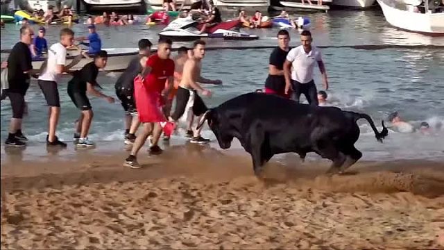 超硬核逗牛，限定的时间内把牛哥引到海里，就能获得一千欧的奖励