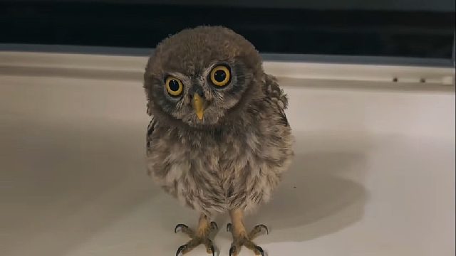 国外大叔随手投喂了只在窗台歇脚的猫头鹰，不料两个熟络后它经常来拜访