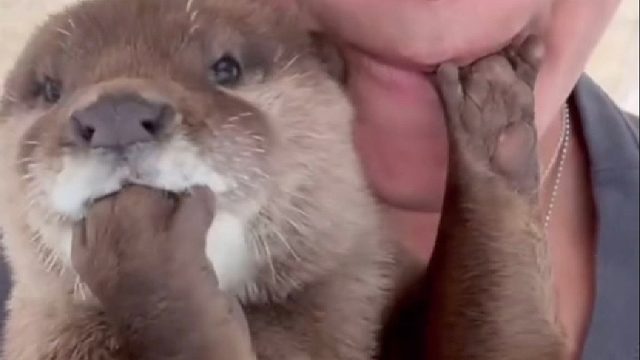 当最疼爱小水獭的饲养员不辞而别，不料它竟然这样了