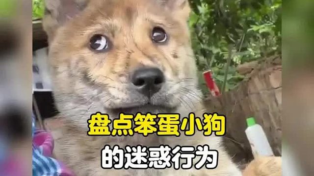 笨蛋小狗迷惑行为
