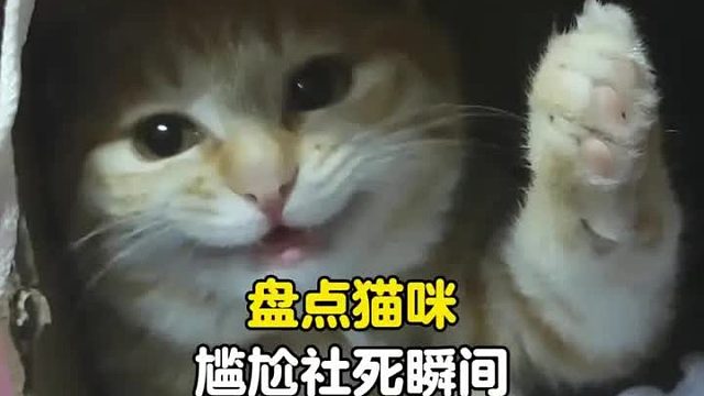 原来猫咪也会尴尬，尴尬时也会假装很忙 猫猫：你到底有事没事
