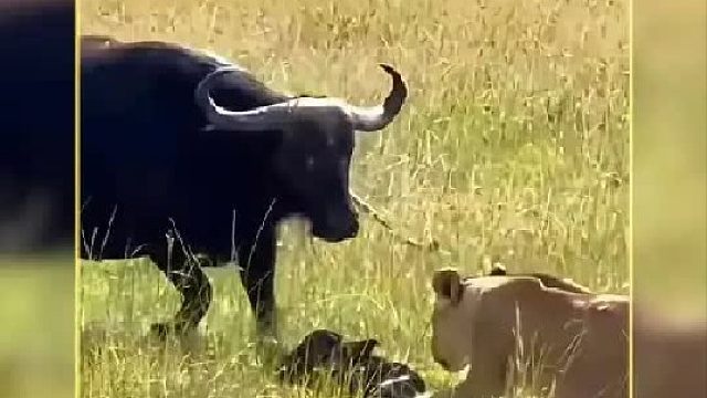 野牛妈妈刚刚生下小牛宝便被狮群团团围攻