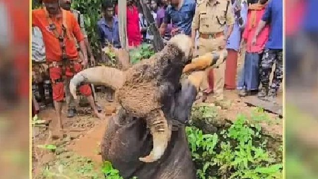 全身僵硬的老牛从枯井中吊起