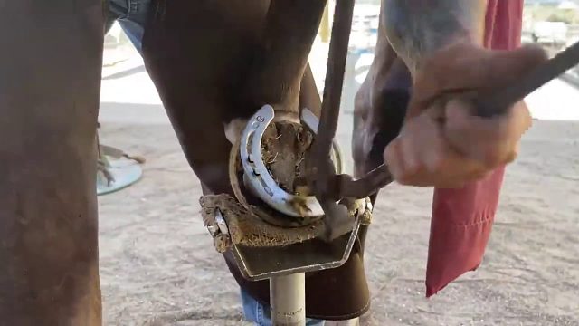 20260117 我观看次数最多的视频的修蹄汇编