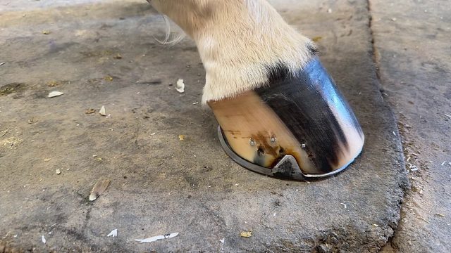 20260117 4K蹄铁匠｜满意的马蹄修复