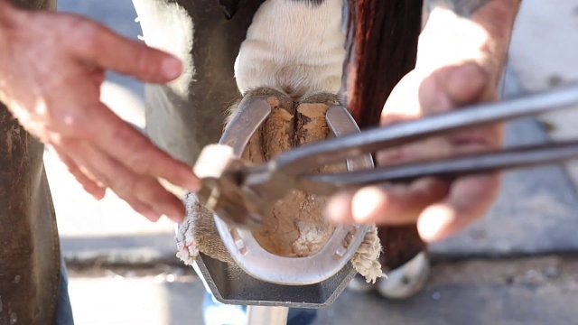 20260117 从头到尾——满意的蹄子修复｜4K蹄铁匠（一）