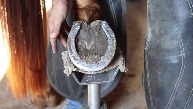 20260117 清洁之前……看看这个蹄子