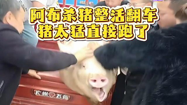 阿布杀猪整活翻车，猪太猛直接跑了