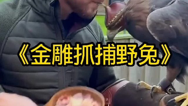 空中猛禽金雕抓捕野兔太厉害了