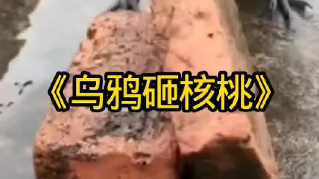 聪明的乌鸦用砖头砸核桃