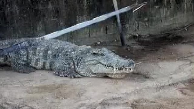 几百万斤的鳄鱼，只要被它碰一下，瞬间变标本！