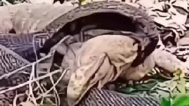 蛇不破防，只能靠