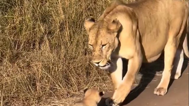 体弱的小狮子遭母狮狠心驱赶抛弃，国外小哥好心收养，不料成为最亲近的家人