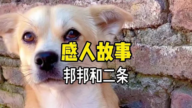 这是一个无论看过多少遍都会再次被感动到的故事……