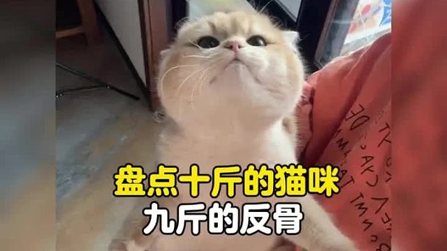 十斤的猫咪，九斤的反骨