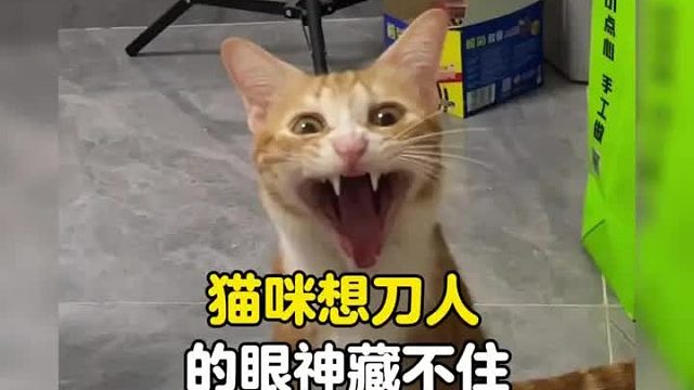 猫咪想刀一个人的眼神藏不住