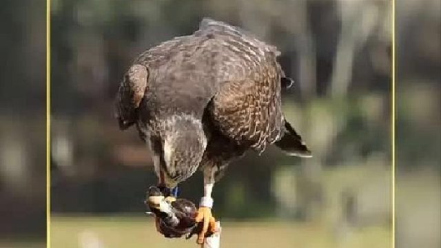 蜗鸢每年要吃掉三千多只肥美多汁的福寿螺