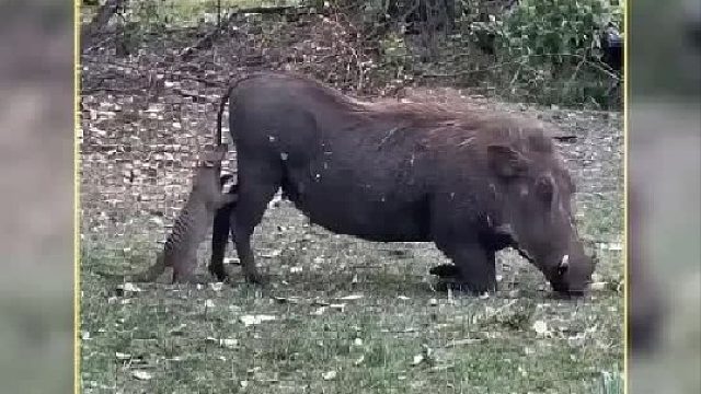 技师猫鼬免费给油猪鹏鹏按摩驱虫
