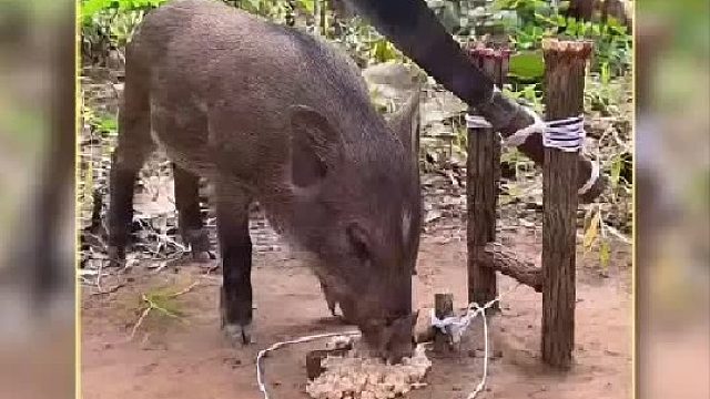 野猪在国外混的简直太惨了