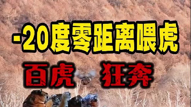 -20度零距离喂虎，到东北体验老虎吃鸡！