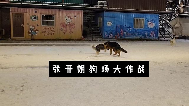 张开朗狗场大作战