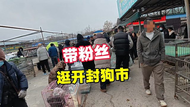 玩儿的就是真实，带粉丝逛开封狗市，想养什么狗提前想好节省时间