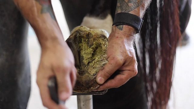 20260117 满意的蹄铁匠 ｜ 蹄修复 (TRIMMING)