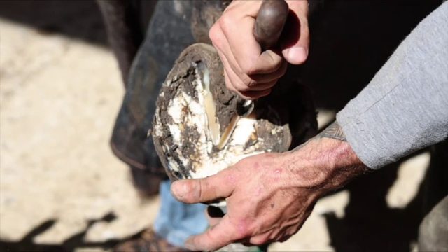 20260117 满意的蹄子清洁合集｜4K蹄铁匠