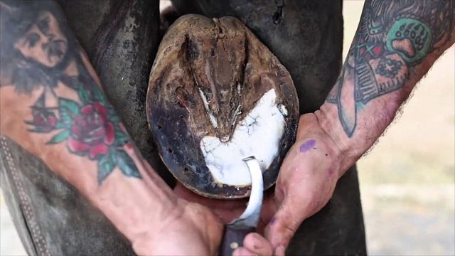 20260117 满意的马蹄修剪！ - 法瑞尔