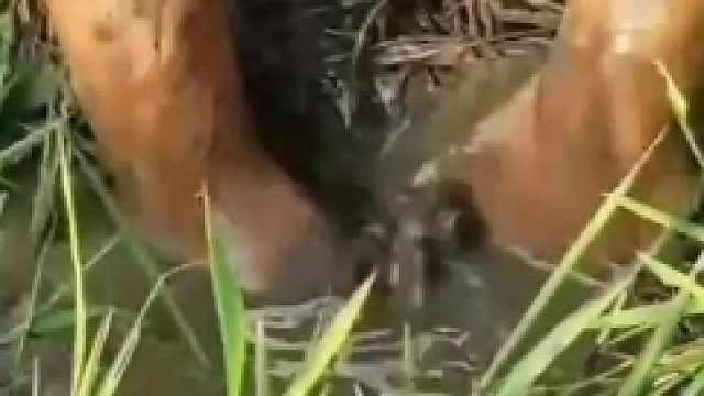 这抓的是什么鱼