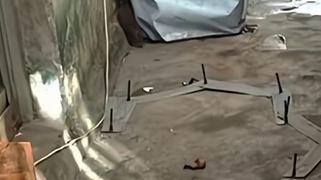 板砖一样大的耗子