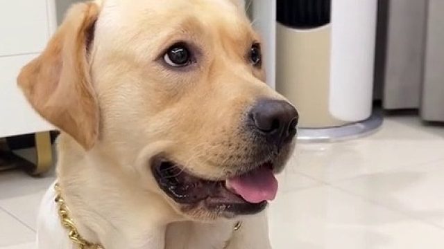 狗狗说，想吃肉肉了