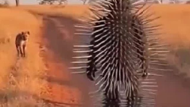 国外博主穿着特制装备在大草原散步，即使是鬣狗也无从下口