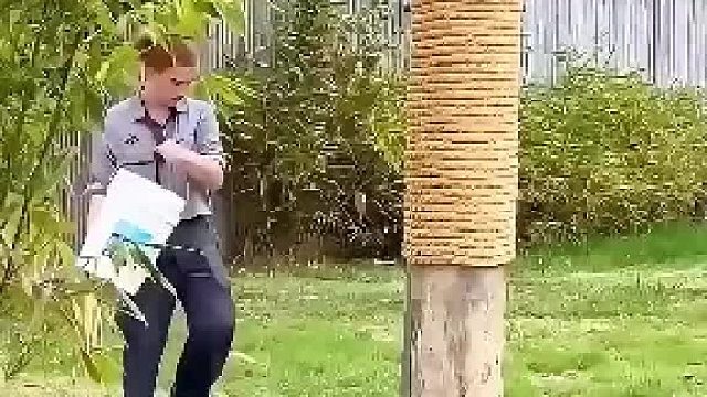 原来老虎不是不会爬树，只是懒得爬！