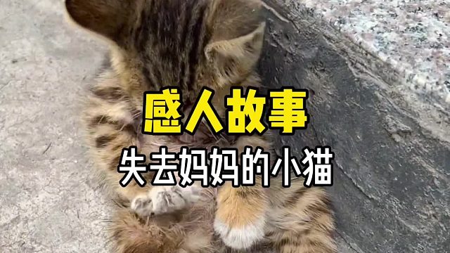 大家还记得这只对着空气踩奶的小猫吗……