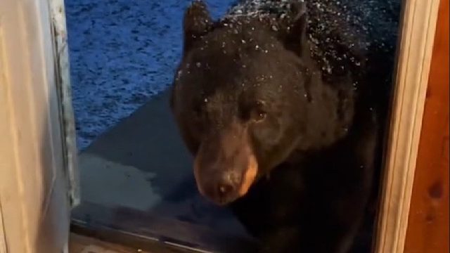 黑熊过马路不幸被疾驰的汽车撞倒，国外小姐姐好心救助，不料痊愈后它懂得感恩