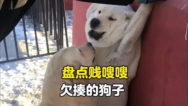 狗之所以叫狗是有原因的