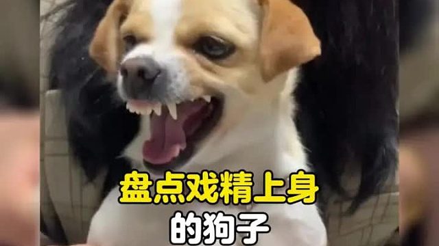 狗子体内的影帝天赋已觉醒