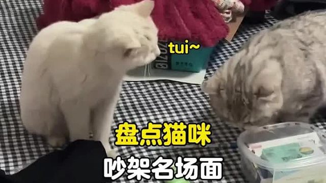猫咪吵架名场面，输出全靠吼