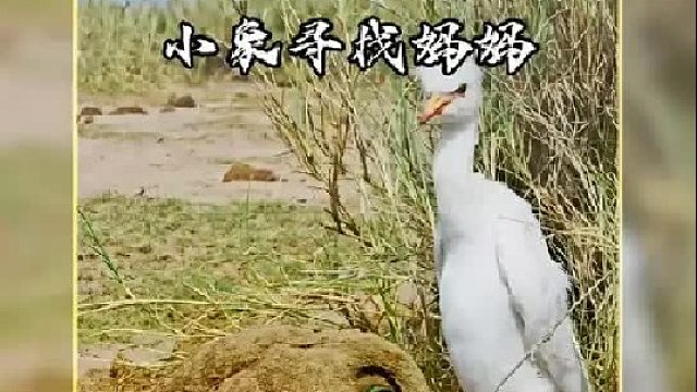 象妈妈因粗心大意将孩子弄丢，象宝宝急的四处寻找母亲