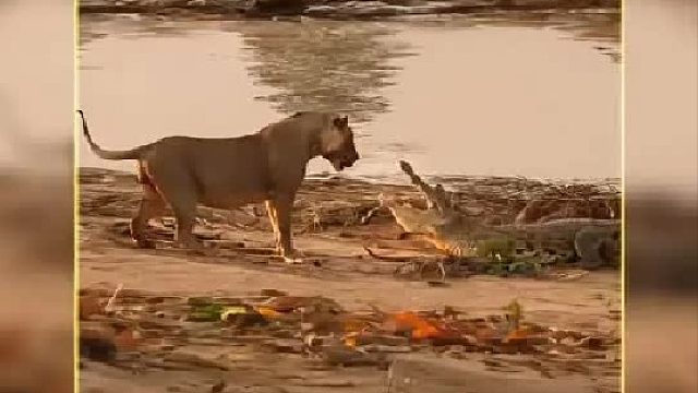 狮子遭到鳄鱼伏击