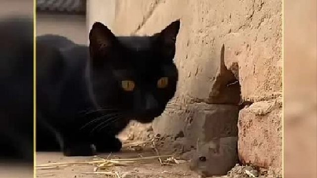 黑猫警长不仅偷吃咸鱼还同时抓到两只大耗子