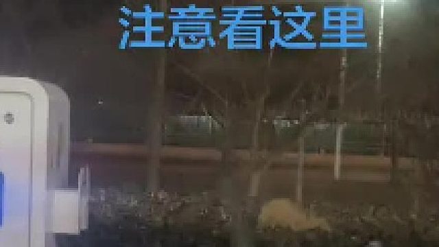 鸵鸟怎么在这？