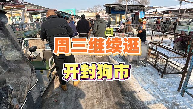 周三继续逛开封狗市，帮粉丝抓几只狗，新手小白来切莫贪便宜捡漏