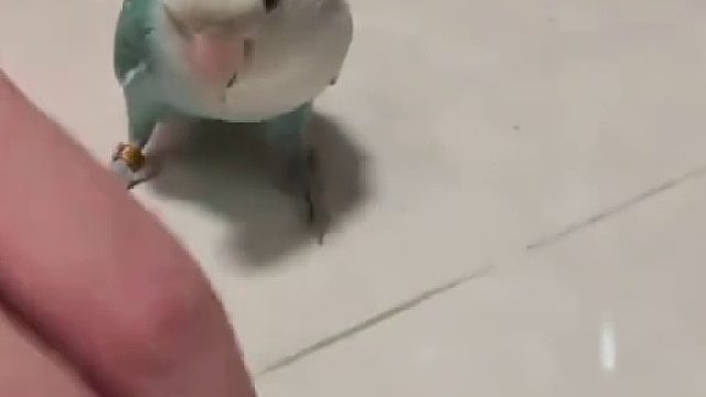 究竟是谁家的小鹦鹉这么可爱啊！聪明鹦鹉名场面